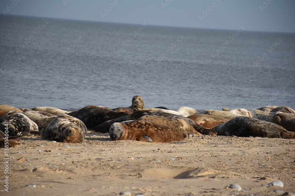 Fototapeta premium Seals resting on Horsey Gap beach in Norfolk, a popular location for seal pups during breeding season, showcasing their natural habitat and behavior.