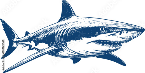 shark isolated on white background