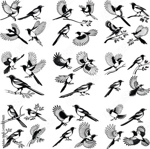 magpie bird silhouette,silhouette, bird, illustration, vector, animal, magpie, nature, design, isolated, black, graphic, wildlife, drawing, feather, symbol, wild, crow,  beak, cartoon, icon, flying