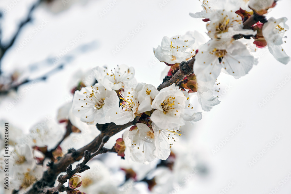 Blooming apricot tree, branch with white flowers. Coming of Spring Blooming apricot tree, branch with white flowers. Coming of Spring