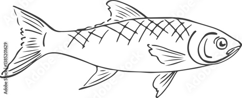Vector realistic fish hand-drawn.
