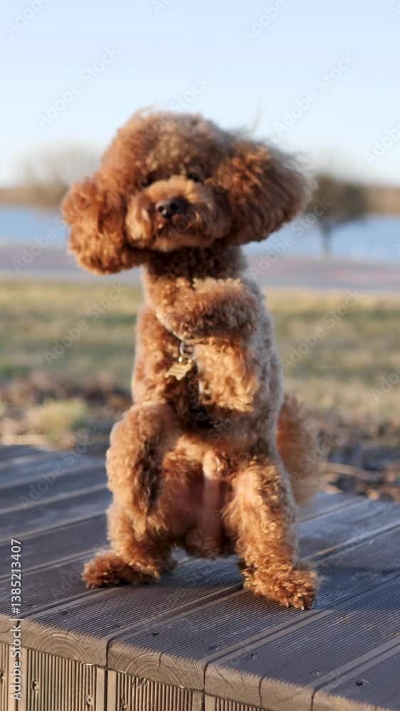 A cute poodle is happily enjoying the beautiful outdoors by the shimmering waters edge A cute poodle is happily enjoying the beautiful outdoors by the shimmering waters edge