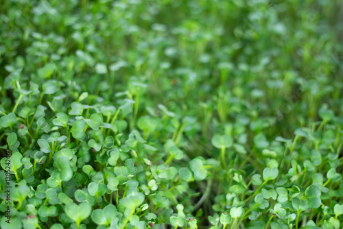 cholesterol levels.

Antioxidants: Sprouts are packed with antioxidants, including phenolic compounds, flavonoids, and carotenoids. Antioxidants protect cells against damage caused by free radicals, r