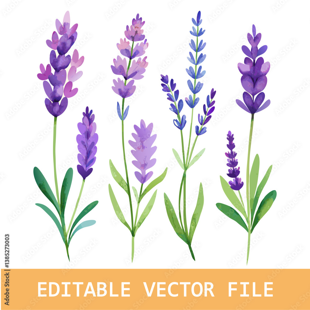 Naklejka premium Set of collection lavender objects isolated on a transparent background, blades of grass and flowers in watercolor style