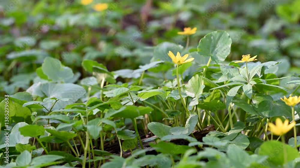 beautiful spring flowers of yellow buttercup beautiful spring flowers of yellow buttercup