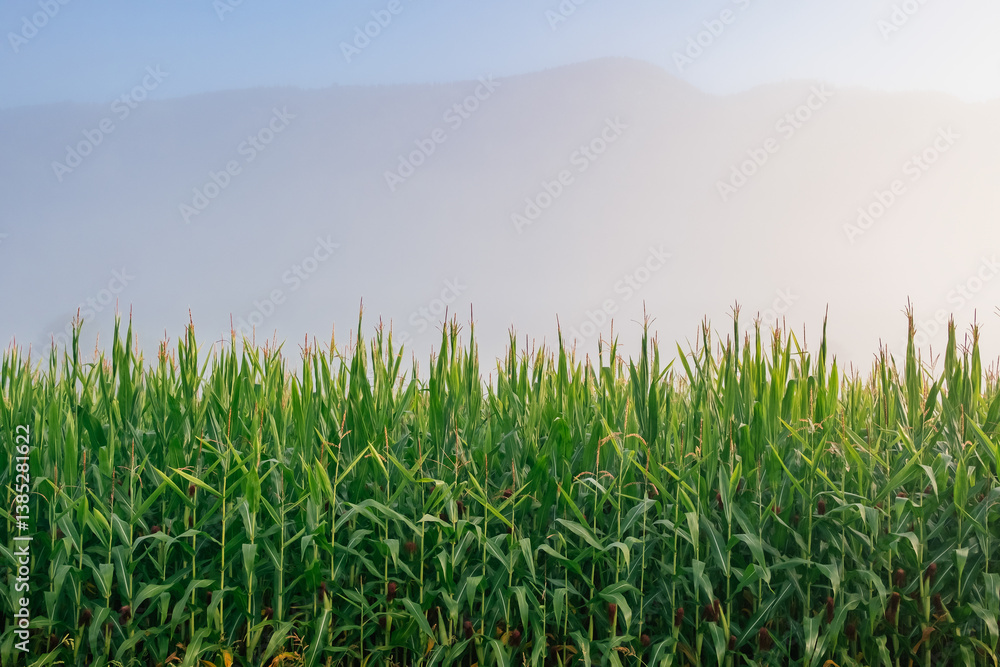 Rural scene depicting a cornfield on a foggy morning.
