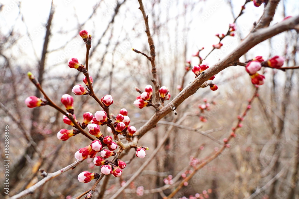Swollen buds on an apricot tree branch. Swollen buds on an apricot tree branch.