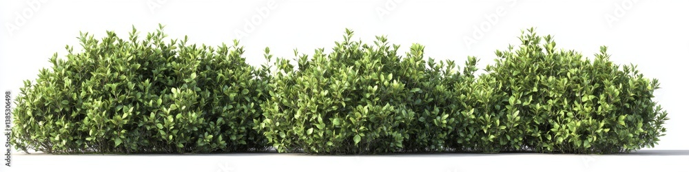 Green Bushes Row Against White Background Green Bushes Row Against White Background