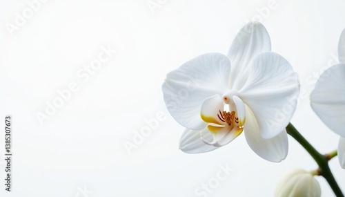Delicate white orchid blossom against pure white backdrop, delicate, spring, peaceful