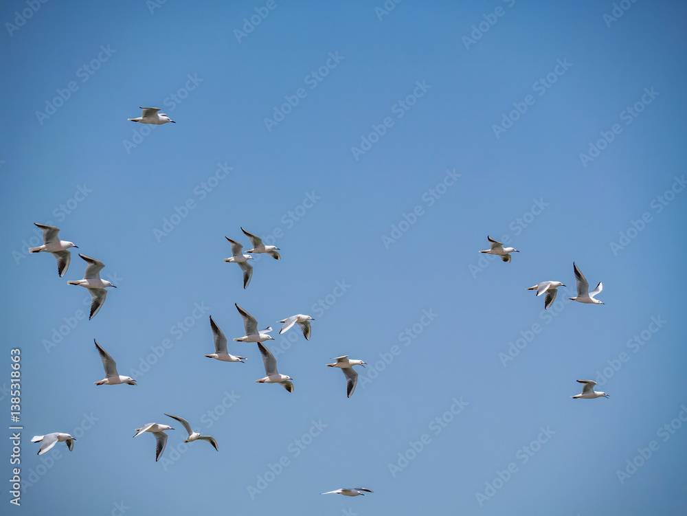 Flying black-headed gulls (Chroicocephalus), photographed in Houmt Souk. Flying black-headed gulls (Chroicocephalus), photographed in Houmt Souk.