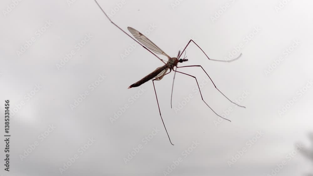 Insect of the genus Tipula perched on a glass, its wings moving in the wind on a cloudy day. Insect of the genus Tipula perched on a glass, its wings moving in the wind on a cloudy day.