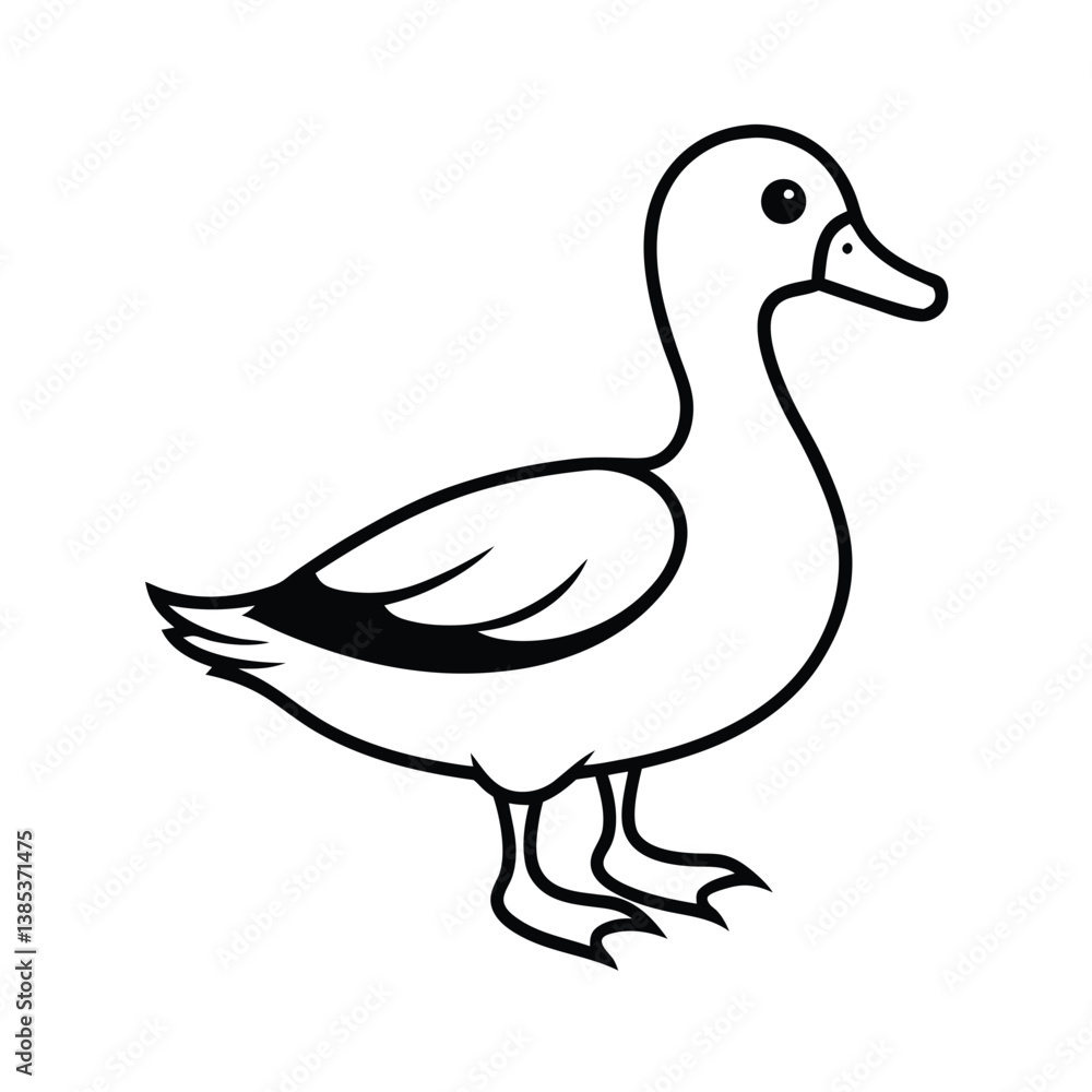 mallard duck isolated on white background mallard duck isolated on white background