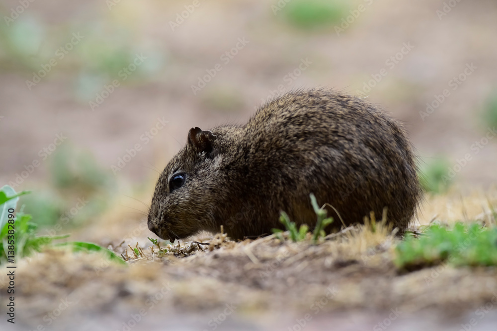 Desert Cavi, Lihue Calel National Park, La Pampa Province, Patagonia , Argentina Desert Cavi, Lihue Calel National Park, La Pampa Province, Patagonia , Argentina