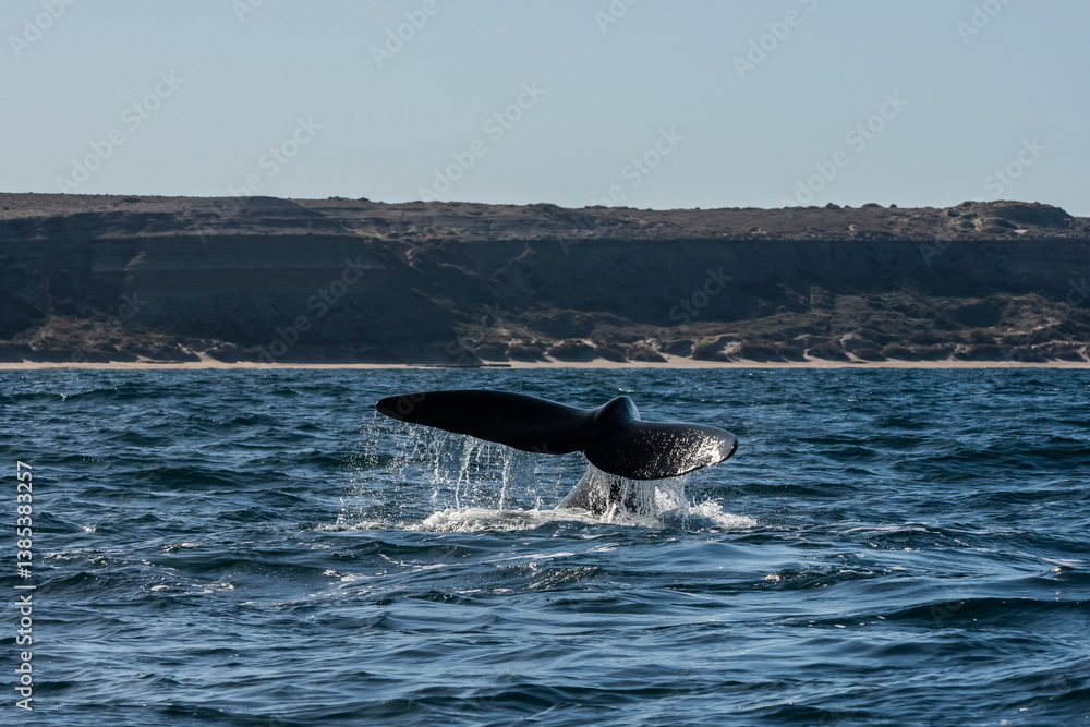Fototapeta premium Sohutern right whale tail,Peninsula Valdes, Chubut, Patagonia,Argentina