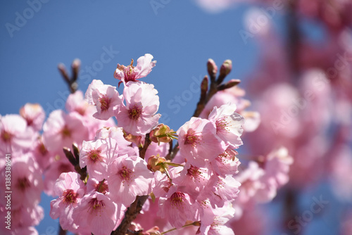 河津桜
