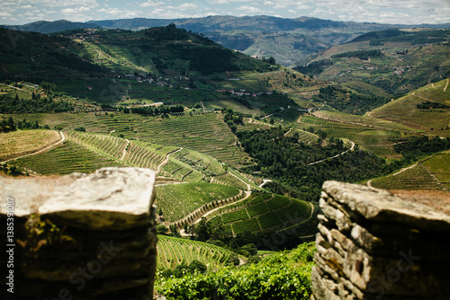 A panoramic view of vineyards in the Douro Valley, Portugal, with terraced hills and a sunlit, expansive landscape.