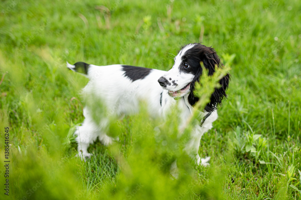 Adorable Black and White Spaniel Puppy Standing on Green Grass in Spring Garden Adorable Black and White Spaniel Puppy Standing on Green Grass in Spring Garden