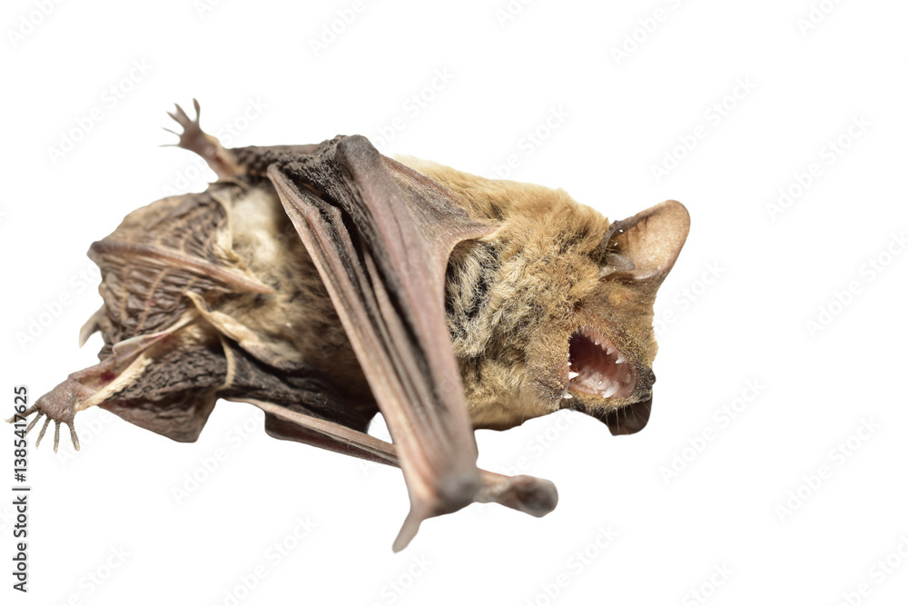 Obraz premium A frightened bat animal lies on its side with its mouth open.