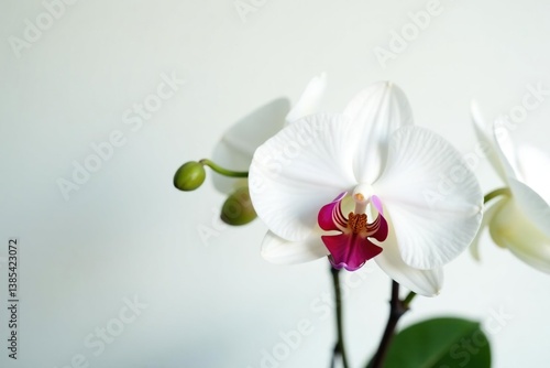Delicate white orchid blossom, pristine petals against pure white backdrop, minimal, nature
