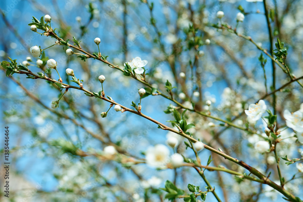 blooming cherry tree