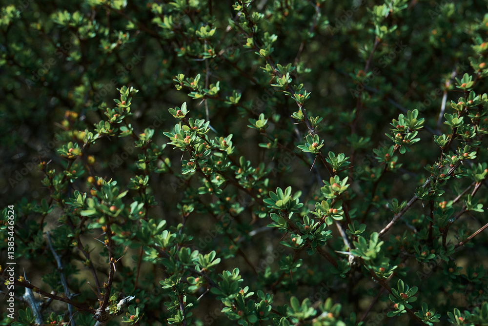 Fototapeta premium green leaves background
