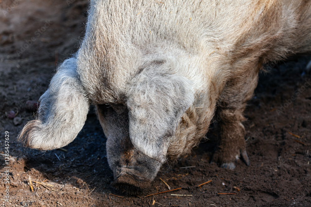 Pig with curly hair, highlighting its head and ears while it appears to sniff or root in the dirt. Gray pig, its fur slightly matted, sniffs the ground with a focused expression