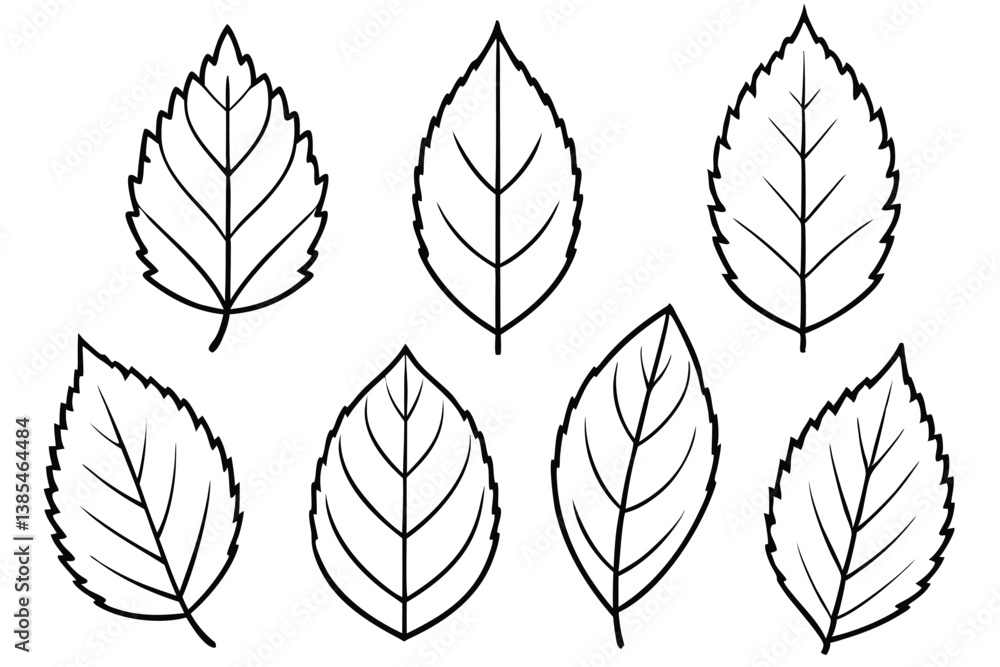 Elm Leaf Line Art Drawing for Botanical Style Print Elm Leaf Line Art Drawing for Botanical Style Print