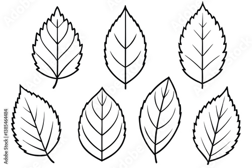 Elm Leaf Line Art Drawing for Botanical Style Print 