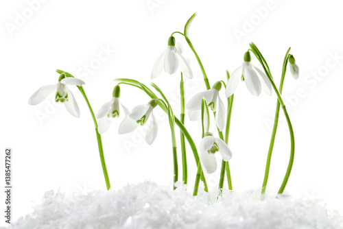 Obraz na płótnie Beautiful snowdrops on snow against white background w salonie