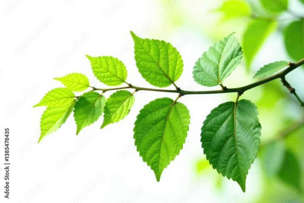 A single branch with leaves isolated on white background, branch, trees A single branch with leaves isolated on white background, branch, trees