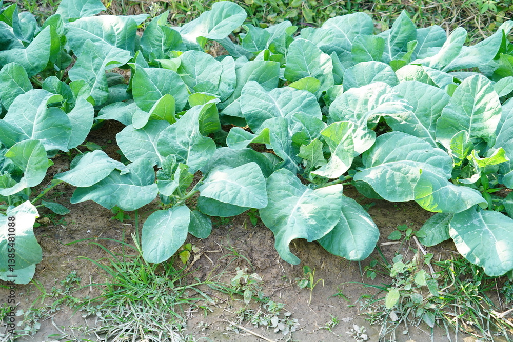 Naklejka premium Lacinato Kale grown in the field.