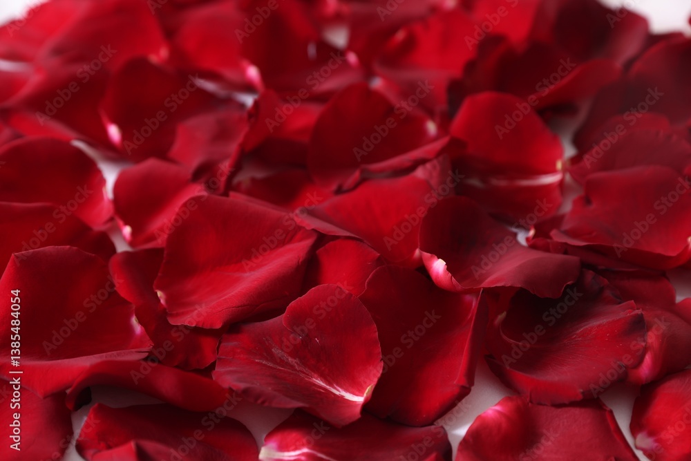 Naklejka premium Many beautiful rose petals on bed, closeup