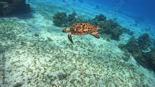 sea turtle swimming