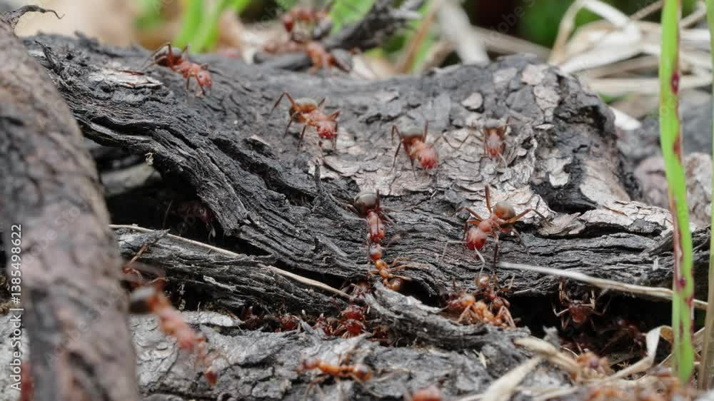 European fire ants fight off enemy ants European fire ants fight off enemy ants