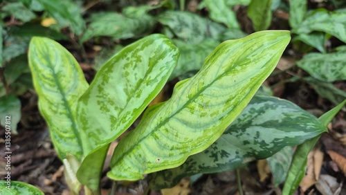 Wallpaper Mural fresh green leaves Torontodigital.ca