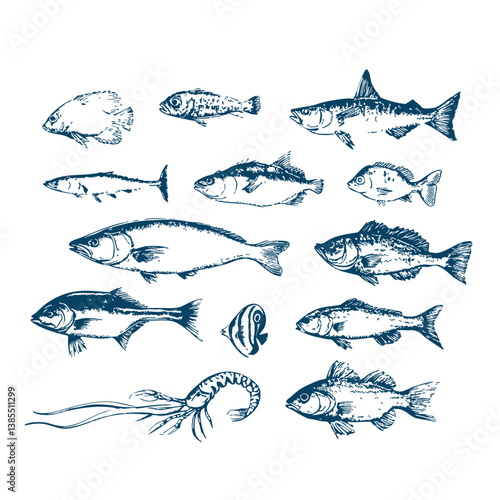 Hand drawn various fish set isolated on white vector 