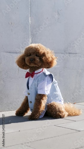 Poodle dressed in a stylish suit and bow tie. Stylish dog fashion