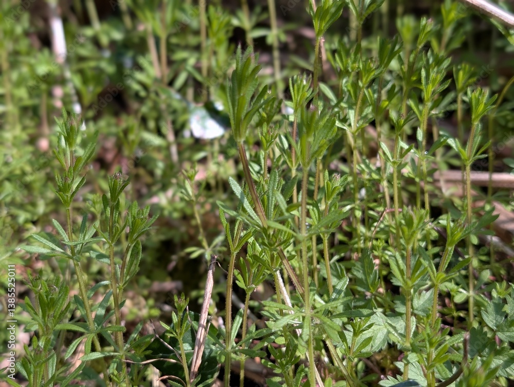 Cleavers (Gallium aperine) growing on a woodland floor Cleavers (Gallium aperine) growing on a woodland floor