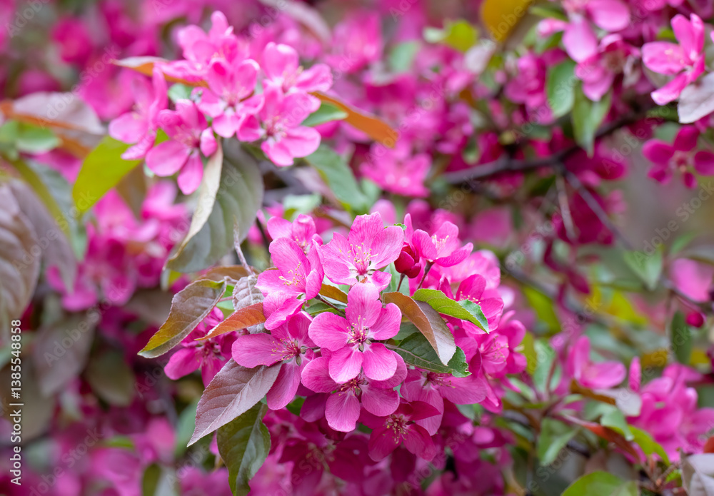 Fototapeta premium Japanese Crabapple flowers in the spring