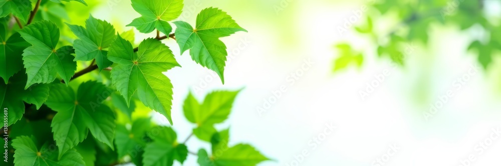 Close-up of lush green ivy leaves on a white background, nature, growth