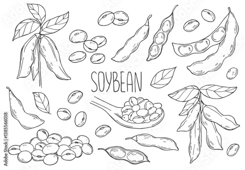 Hand drawn vector illustration of soybean, leaf, pod. Black and white isolated objects collection.