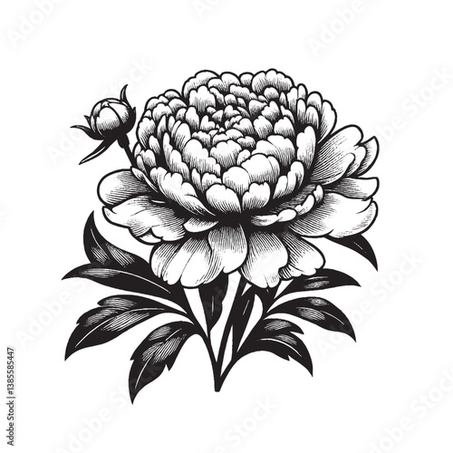 Soft Pink Peony Flower in Garden