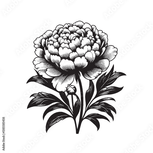 Fresh Peony Flower in Natural Light