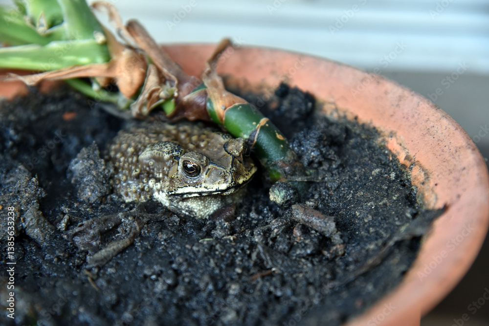 Naklejka premium Toad is hiding in a small potted plant. The toad, with all of its warts, sits still behind small potted plant.