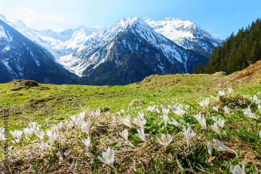 Krokuswiese im Frühjahr mit schneebedecktem Berg im Hintergrund
