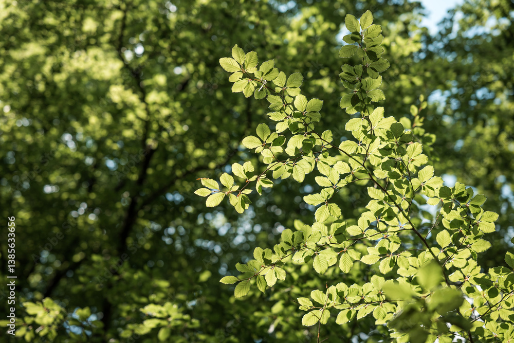 Blue sky with greenery Blue sky with greenery