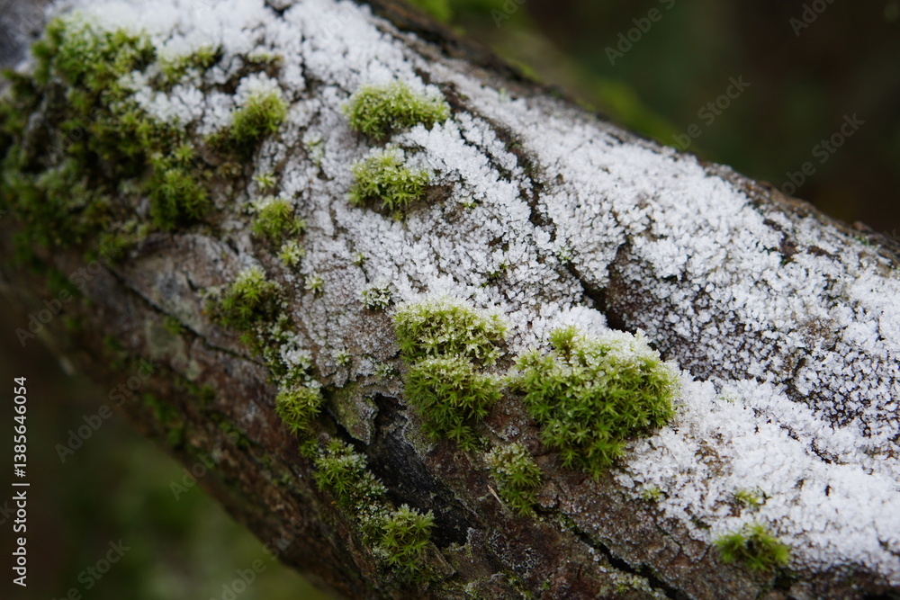 frozen plant, seed pods, glittering frost, Frozen world, frosty morning, UK, suffolk, January 2025, sunny day, landscape, houses, haverhill, conifer, nature, grass, contrast, macro frozen plant, seed pods, glittering frost, Frozen world, frosty morning, UK, suffolk, January 2025, sunny day, landscape, houses, haverhill, conifer, nature, grass, contrast, macro