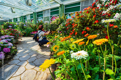 Fotografie Back side of Asian woman is enjoy traveling at Margaret flower field in Chiangma