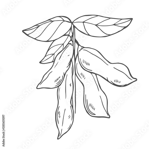 Vector hand drawn sketch set of soybean plant