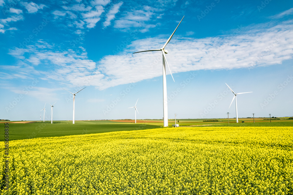 Wind turbines and yellow rapeseed fields under blue sky Wind turbines and yellow rapeseed fields under blue sky